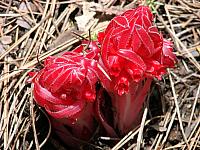FLORE (19).JPG